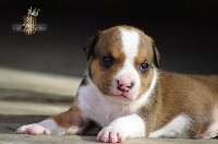 Empire Of Loyalty - American Staffordshire Terrier - Portée née le 09/06/2017